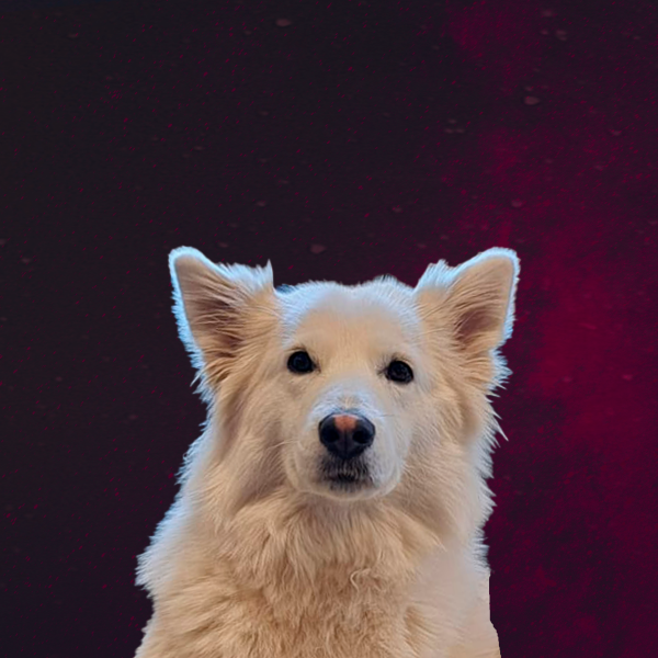 Pixie nieuw
